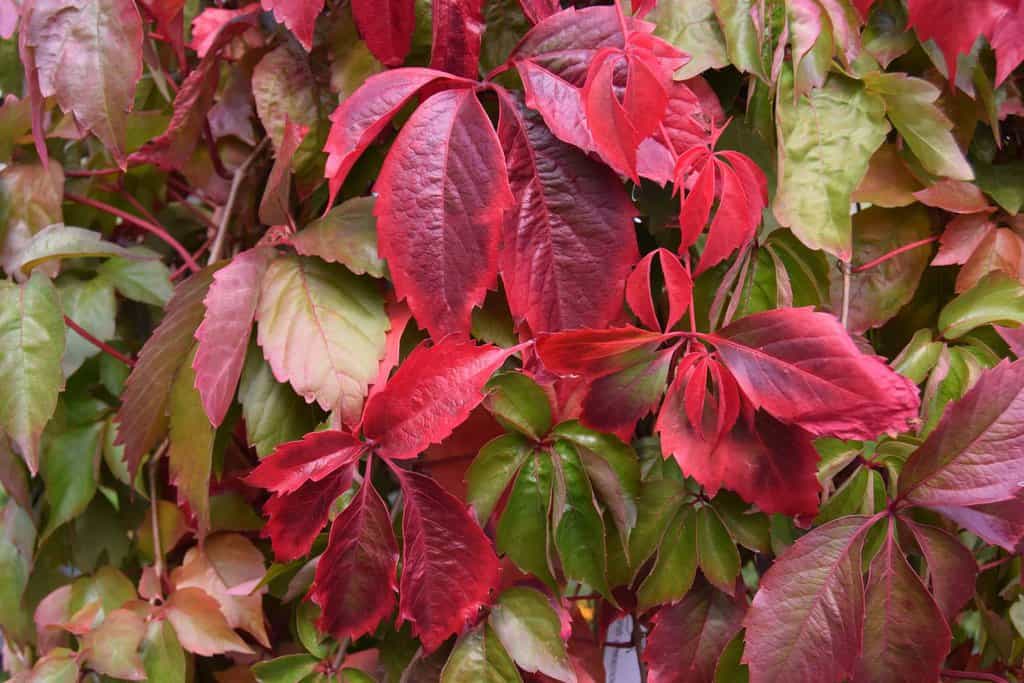 Parthenocissus quinquefolia 150-175 cm